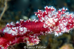 Cowrie on soft coral. D300-60mm by Larry Polster 